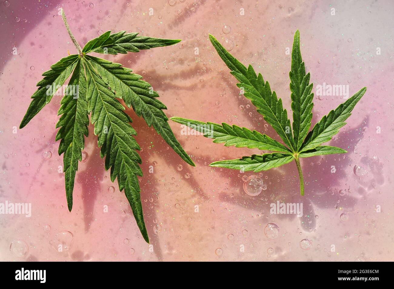 Feuille de cannabis, plante de marijuana sur fond rose vif et coloré. Expérience psychédélique. Conscience cosmique, voyage magique. Légaliser le concept. Banque D'Images