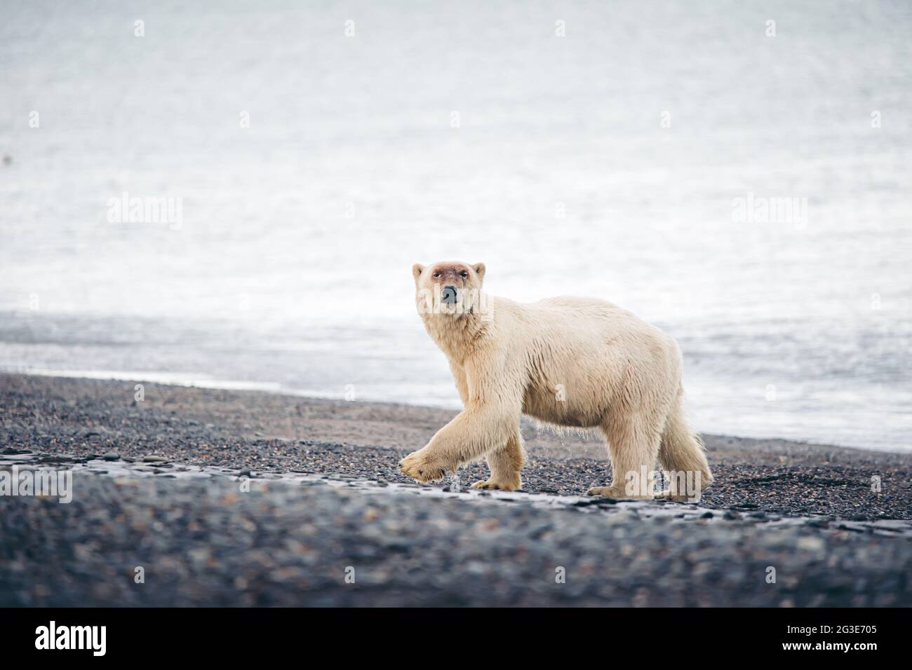 Ours Polaire Sur Une Image De Plage L'ours polaire sur la plage Photo Stock - Alamy