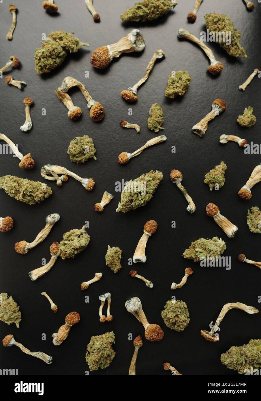 Concept de microdosage. Motif de champignons psilocybine et de bourgeons de marijuana sur fond noir. Voyage psychédélique, concept de validation. Banque D'Images