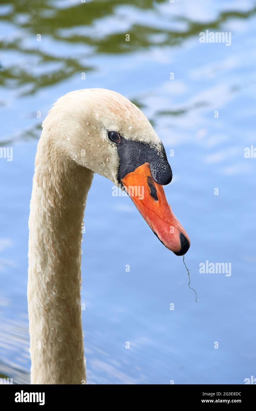 Cou et tête d'un cygne solitaire Banque D'Images
