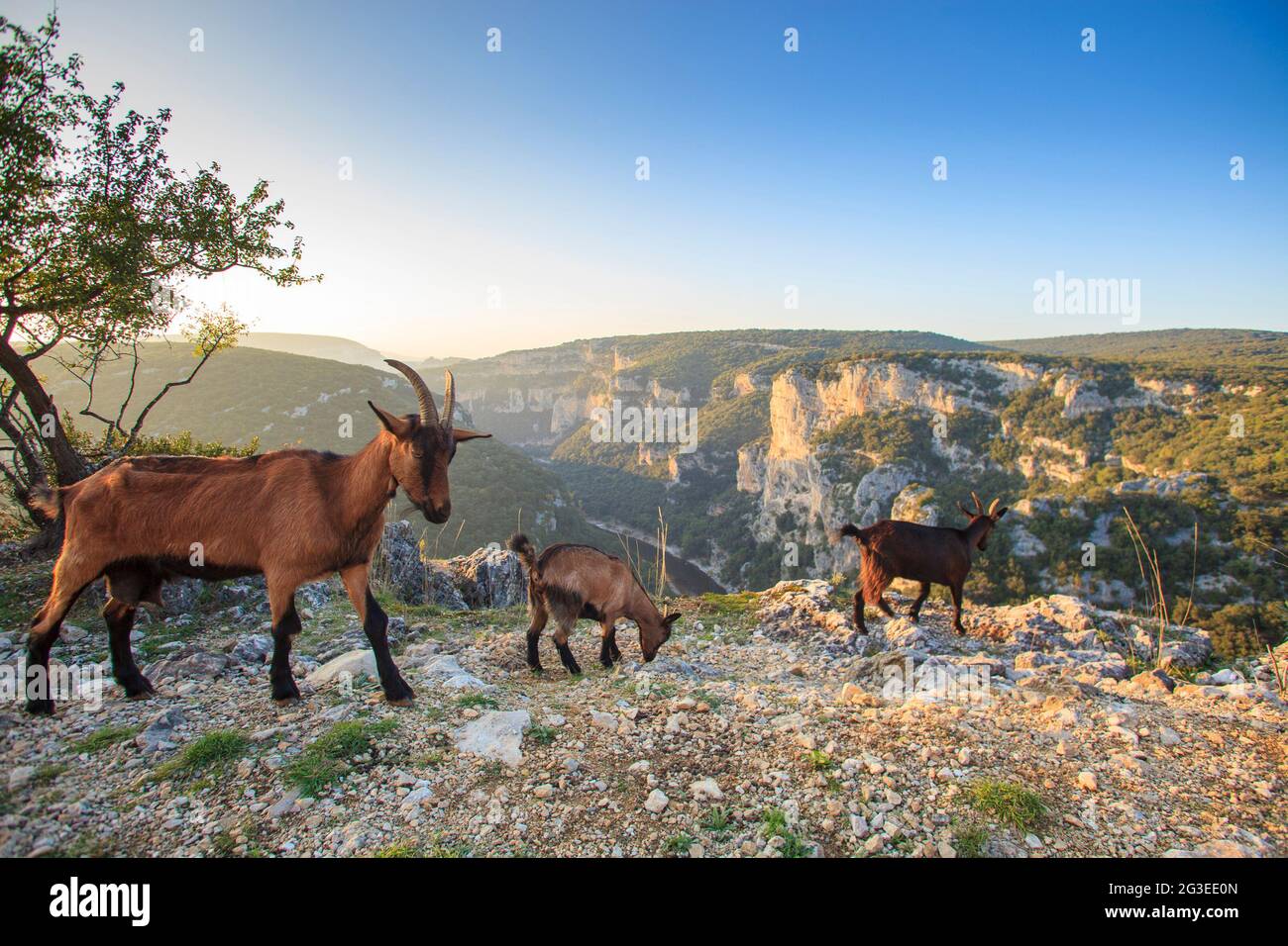 FRANCE. ARDECHE (07) SAINT REMEZE RÉSERVE NATURELLE DE GORGE DANS LE PAYSAGE D'ARDECHE AUTRIDGE CHÈVRE SAUVAGE ET EST ENFANT Banque D'Images