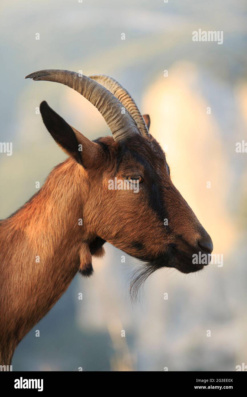 FRANCE. ARDECHE (07) RÉSERVE NATURELLE DE LA GORGE DE SAINT REMEZE DANS LE PAYSAGE D'ARDECHE AUTRIDGE CHÈVRE SAUVAGE Banque D'Images