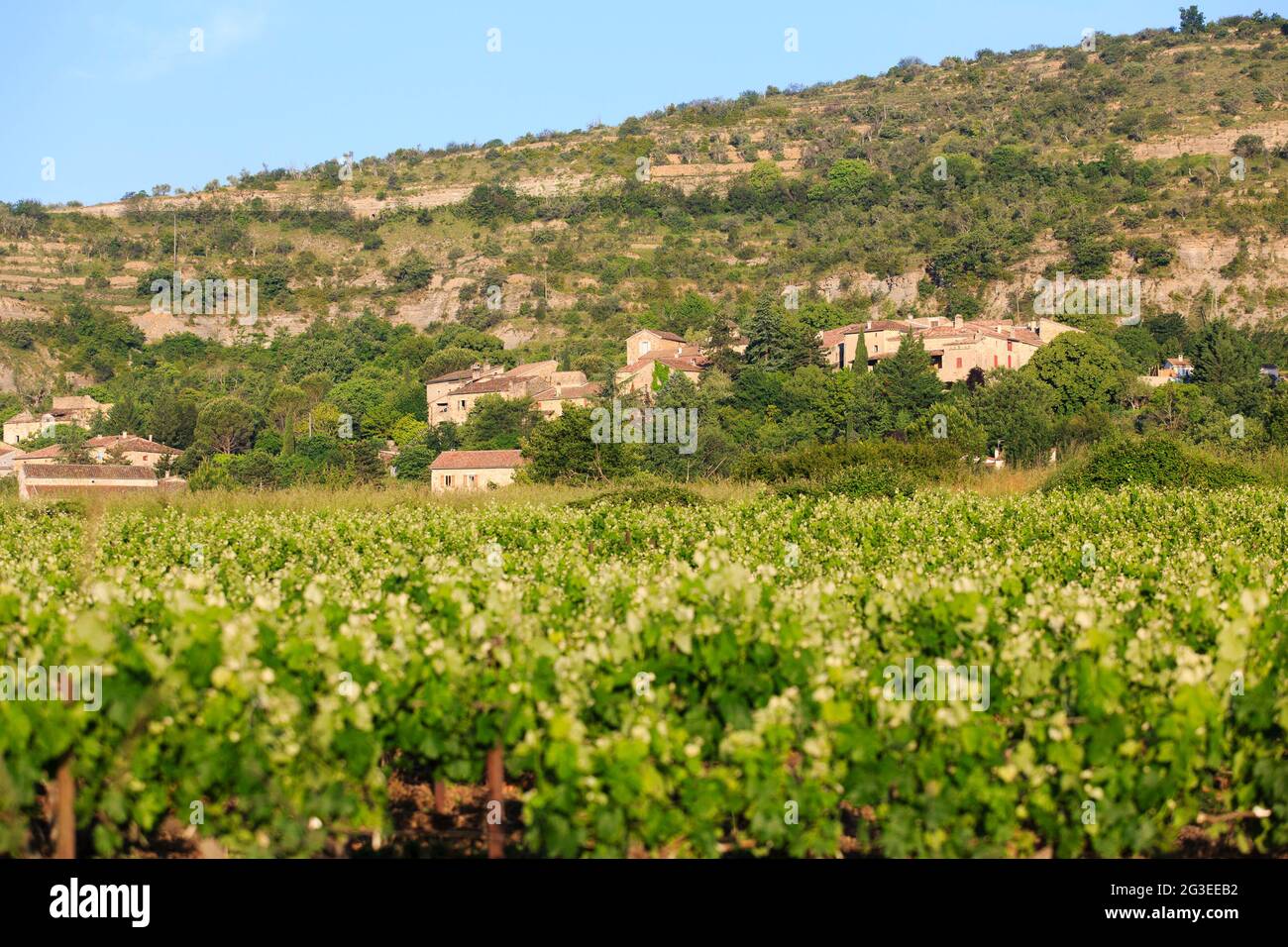 FRANCE. ARDECHE (07) CHASSAGNES LE VIGNOBLE Banque D'Images