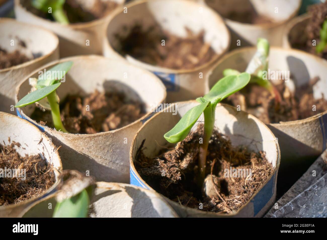 Semis de tournesol en rouleaux de papier toilette. Plantes vertes de saule dans un terrain de pépinière. Concept de jardinage durable à la maison. Banque D'Images