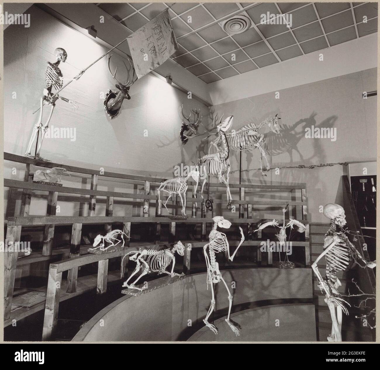 Reconstruction du theatrum anatomicum avec des squelettes de personnes et d'animaux ; exposition de l'Université de Leiden 400.. Banque D'Images