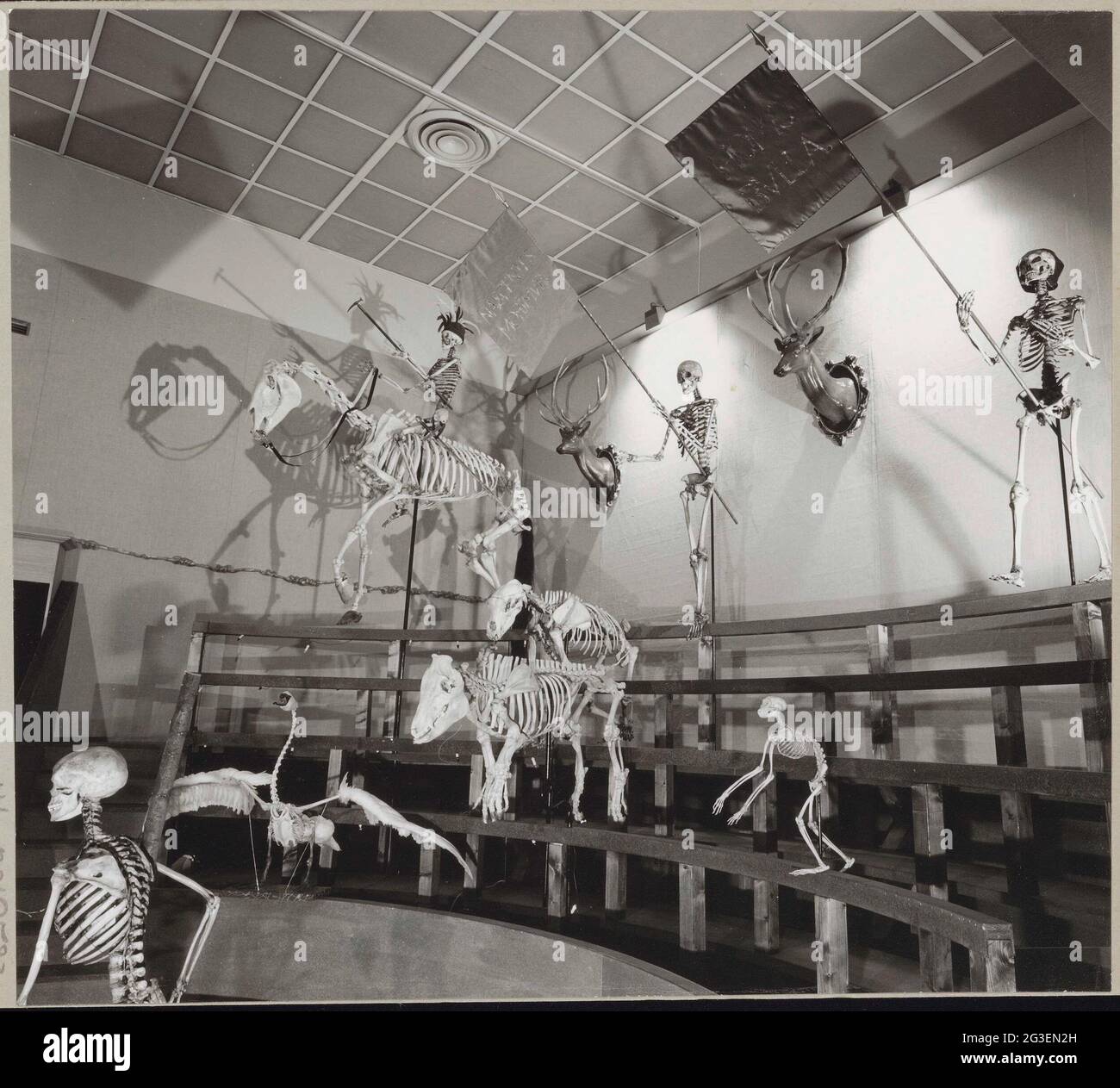 Reconstruction du theatrum anatomicum avec des squelettes de personnes et d'animaux ; exposition de l'Université de Leiden 400.. Banque D'Images