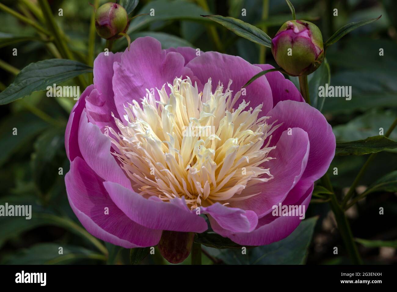 Bol de pivoine rose chaud Banque D'Images