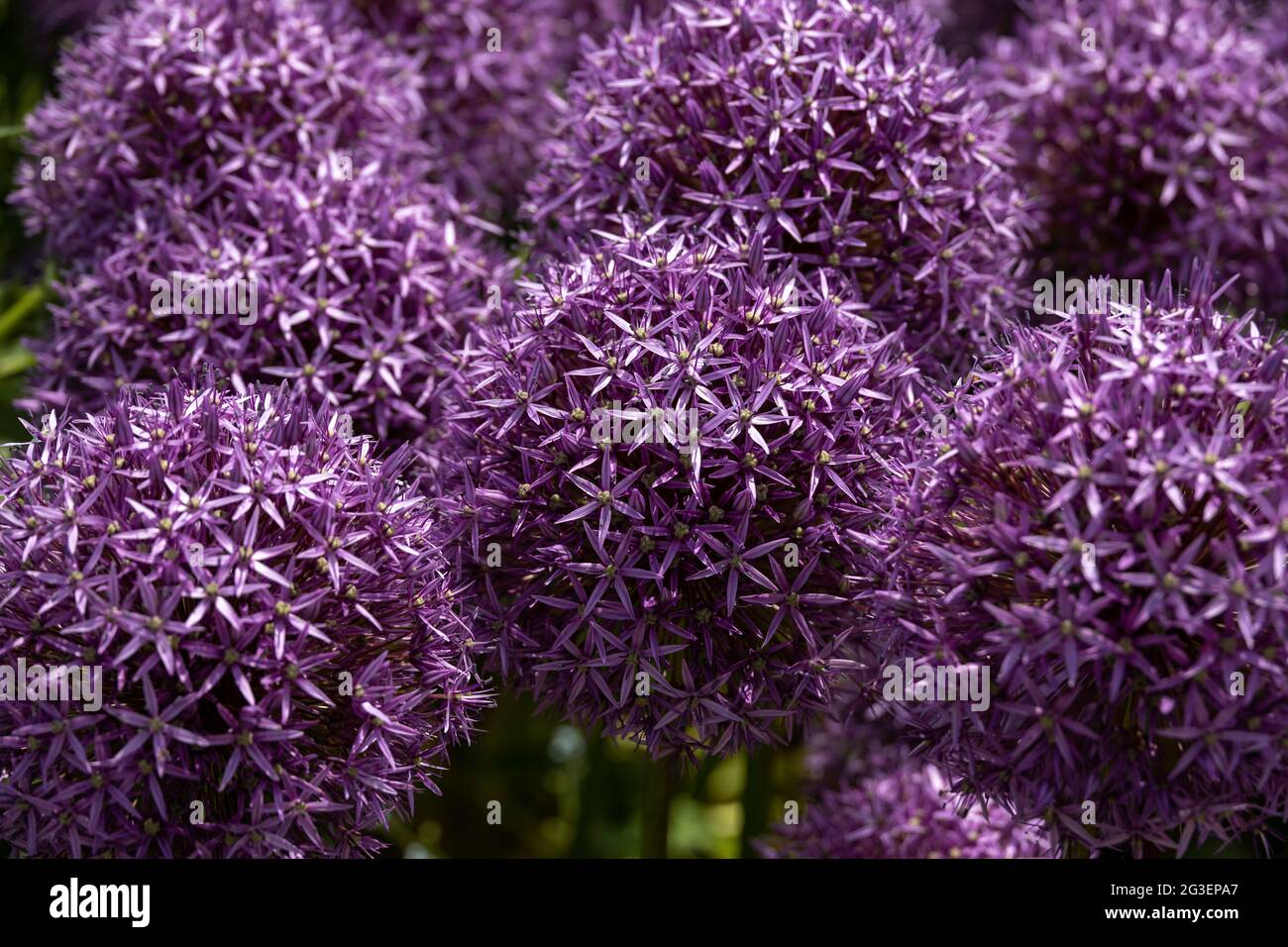 Têtes de fleurs mauve allium Banque D'Images
