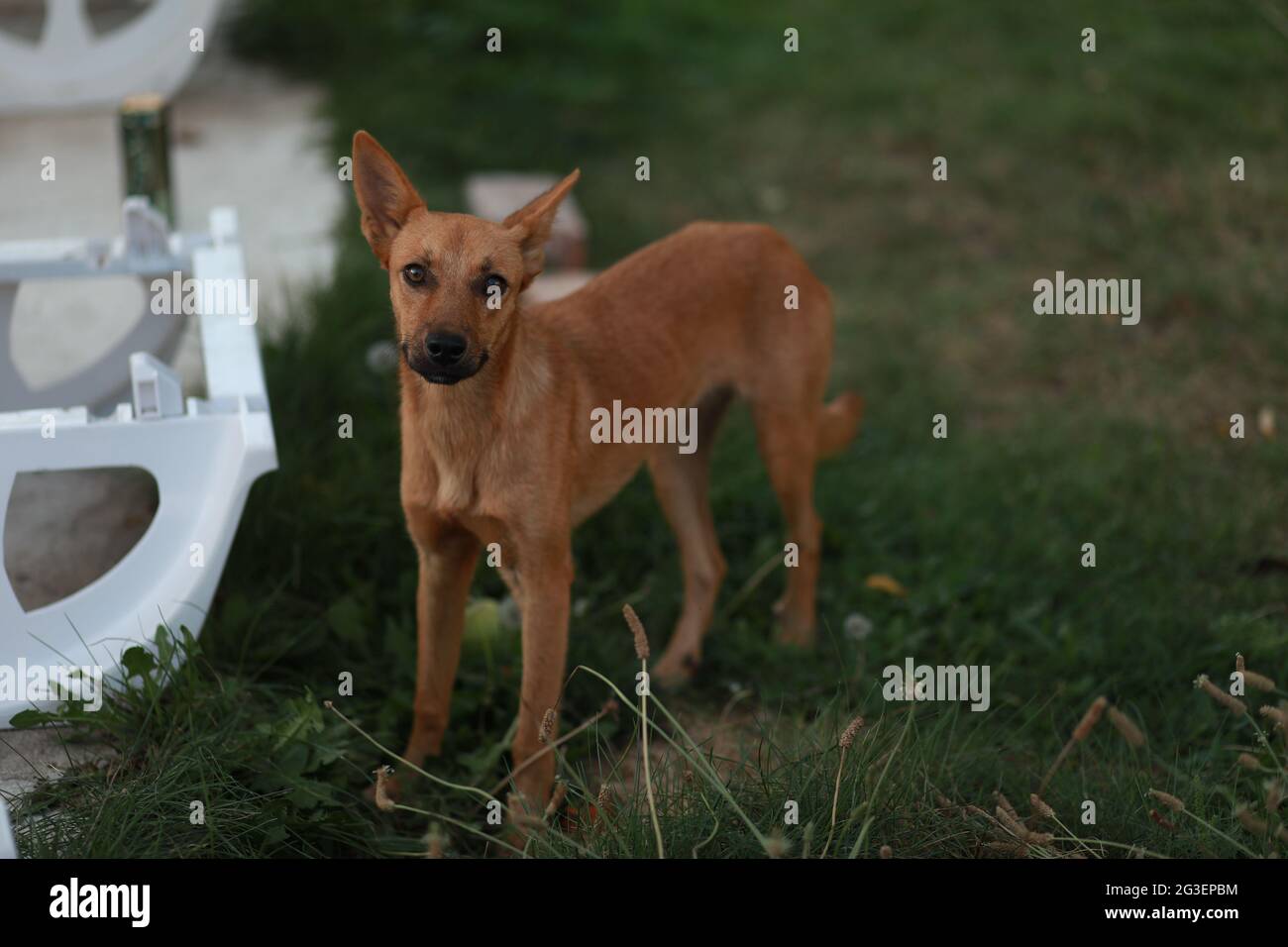 Un très petit chien debout sur l'herbe Banque D'Images