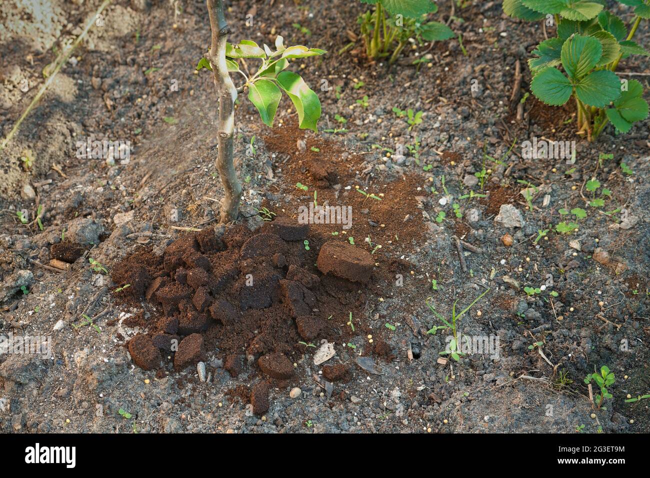 Le café moulu de la machine à café de la machine à café comme engrais pour les plantes Banque D'Images