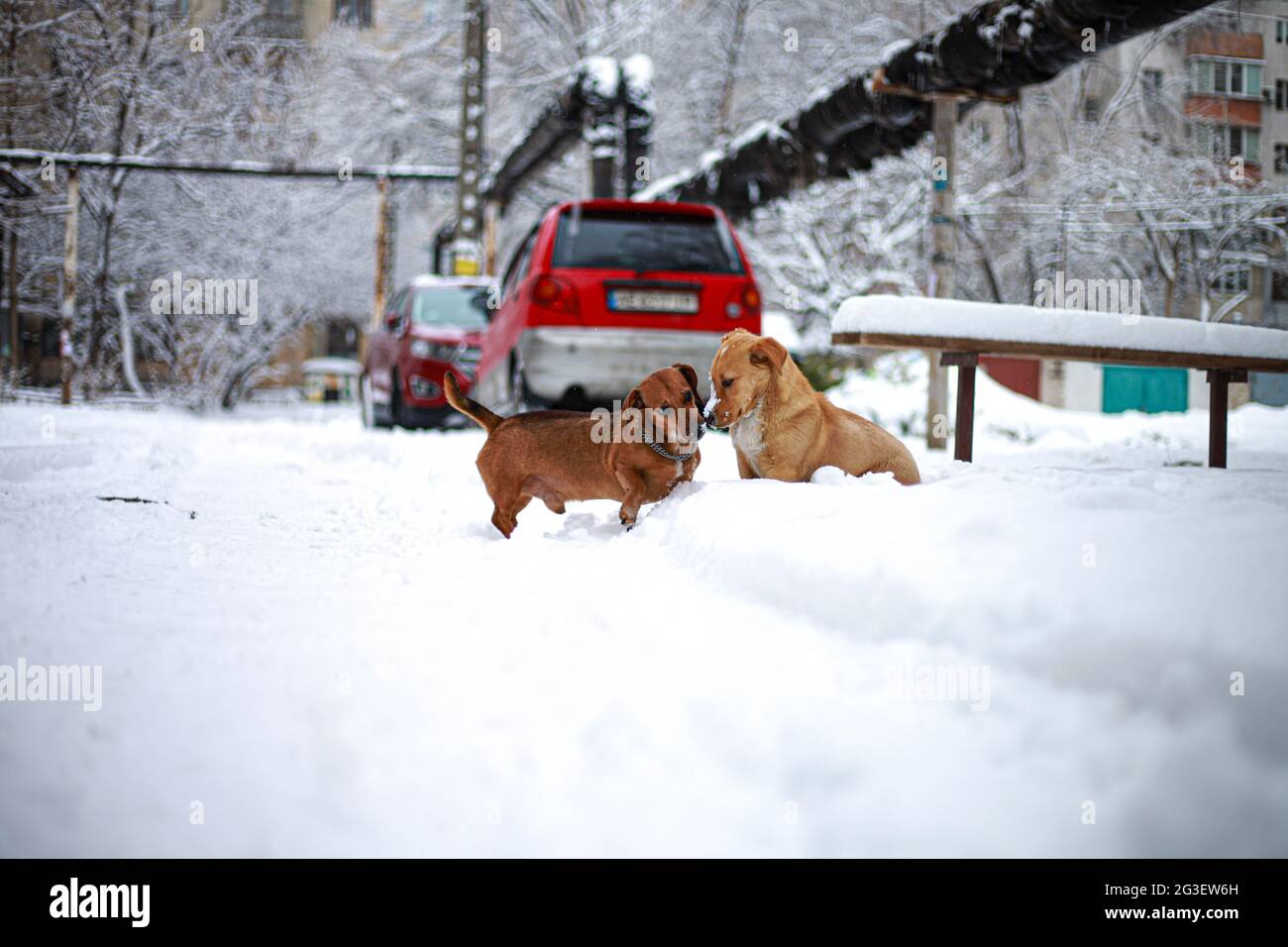 Un chien recouvert de neige Banque D'Images
