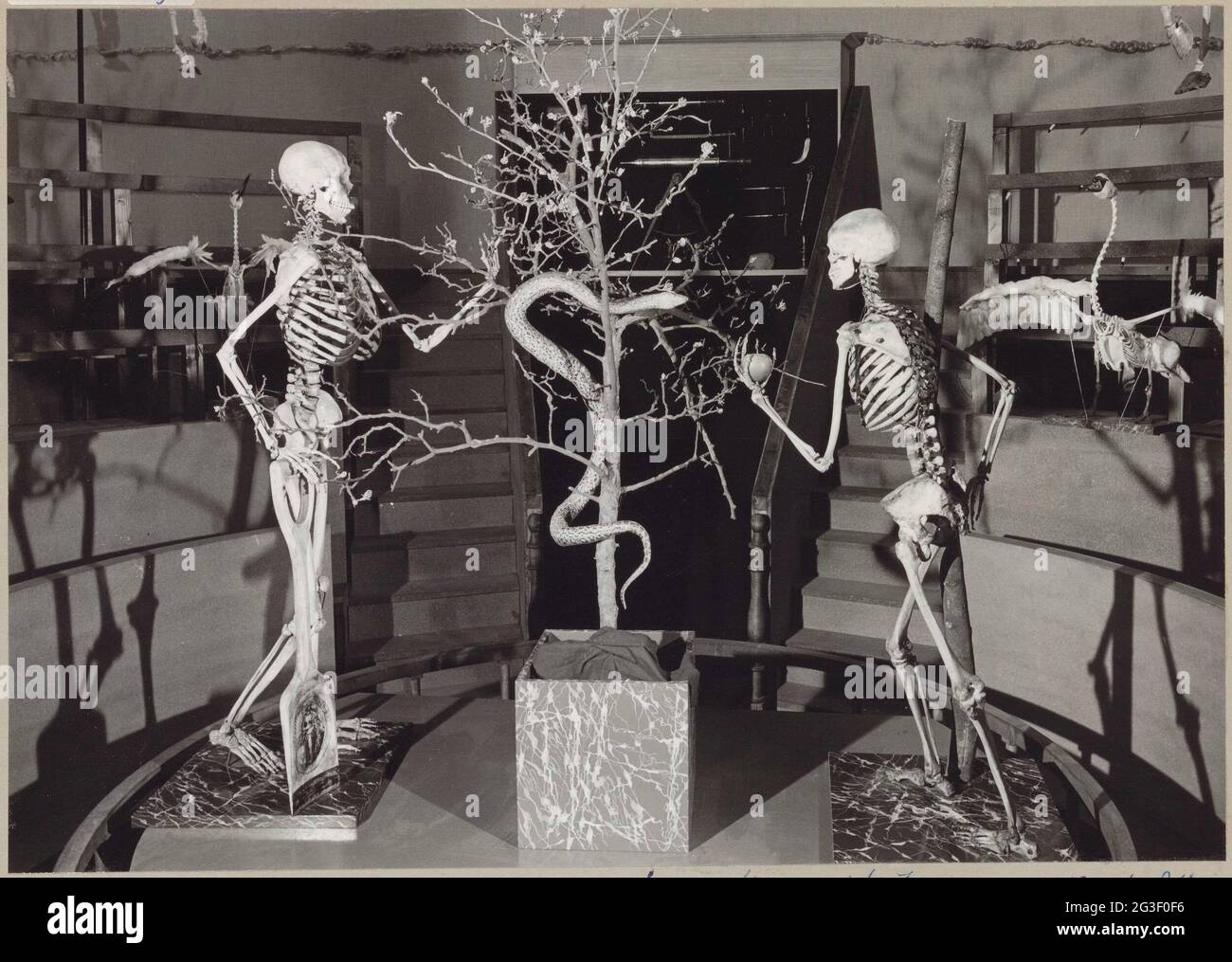 Reconstruction du theatrum anatomicum avec deux squelettes humains et un arbre avec un serpent; exposition Université Leiden 400. La scène au premier plan indique la chute pour: EVA séduit Adam de la pomme interdite à manger. Entre eux dans le flexible ayant déposé l'EPT. Banque D'Images