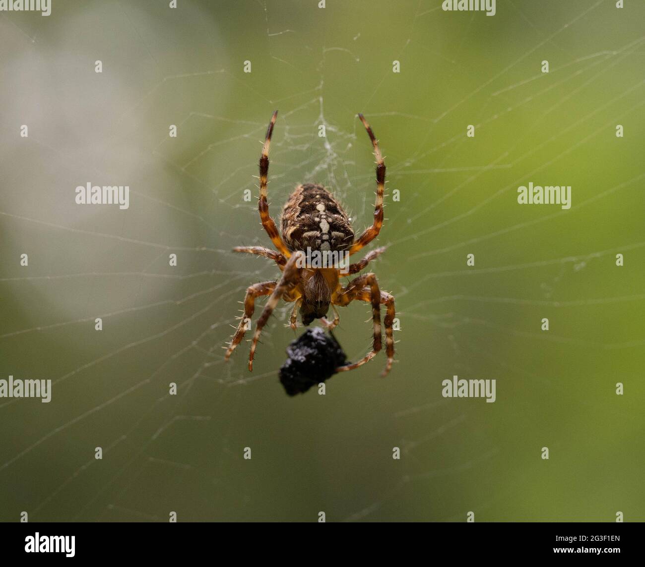 araignée de jardin dans la forêt illuminée par le soleil, prédateur mangeant des proies Banque D'Images