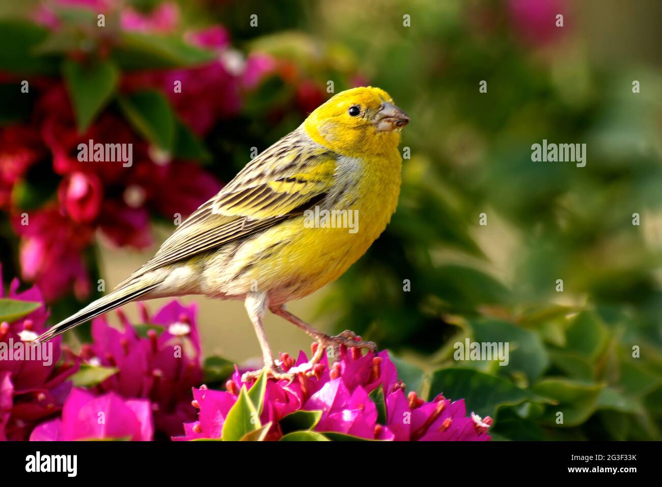 Serinus canaria Banque D'Images