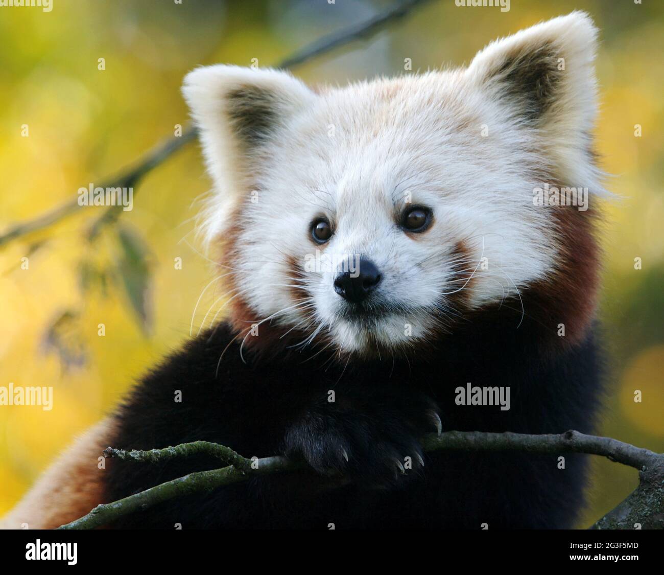 Ailurus fulgens Banque D'Images