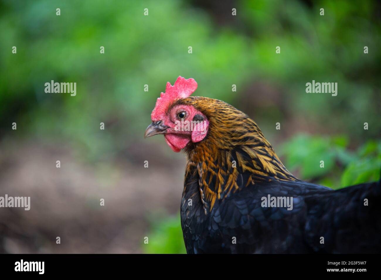 Poulet bantam de gamme libre, Hampshire, Angleterre, Royaume-Uni. Banque D'Images