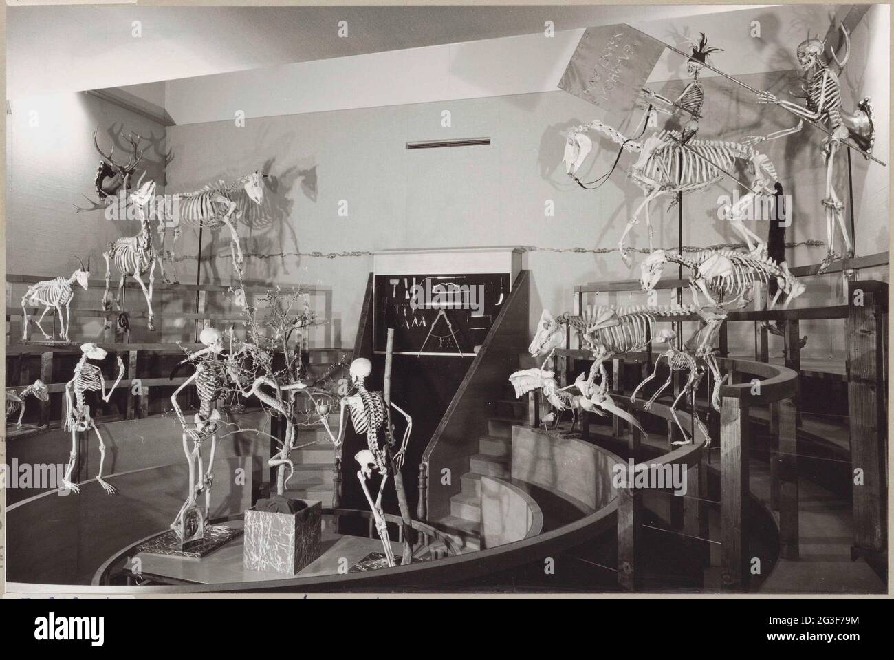 Reconstruction du theatrum anatomicum avec armoire d'instruments et squelettes de personnes et d'animaux ; exposition de l'Université de Leiden 400.. Banque D'Images