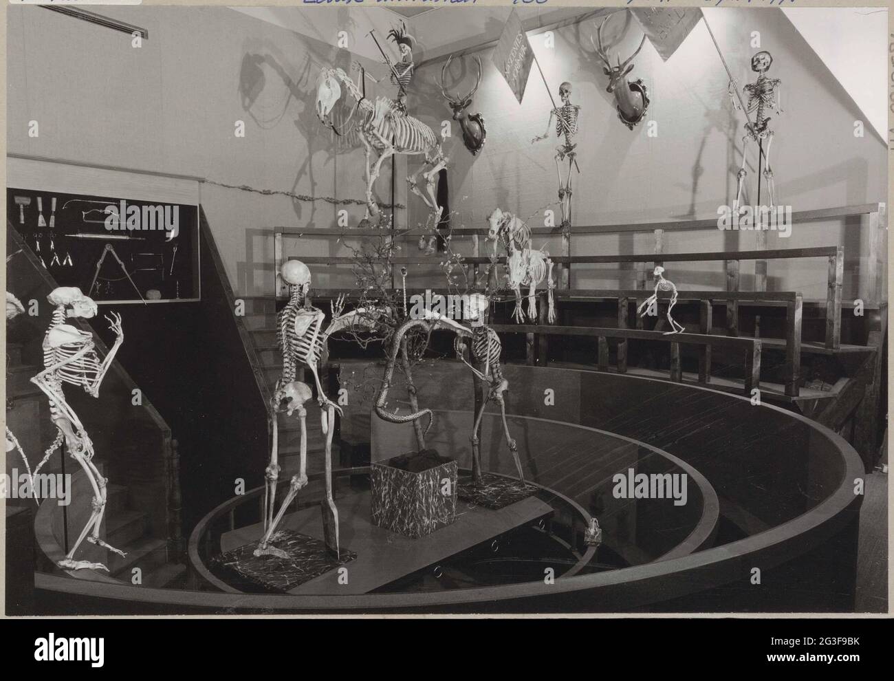 Reconstruction du theatrum anatomicum avec armoire d'instruments et squelettes de personnes et d'animaux ; exposition de l'Université de Leiden 400.. Banque D'Images