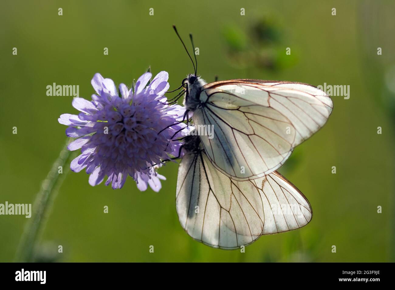 Deux papillons Aporia crataegi sur une fleur Banque D'Images