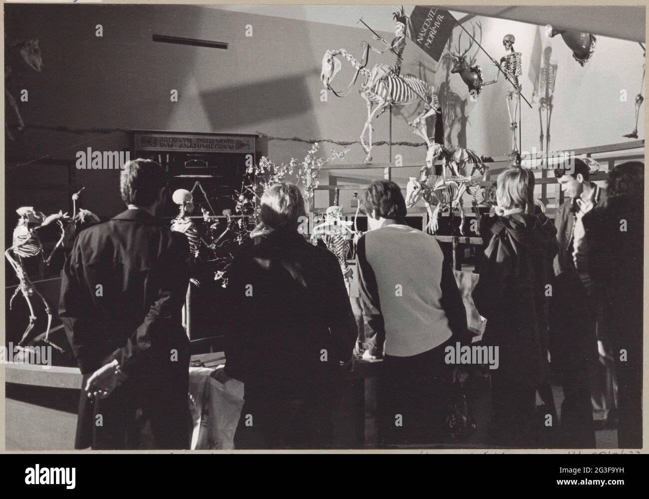 Les visiteurs voient des squelettes de personnes et d'animaux dans l'anatomicum reconstruit theatrum ; exposition de l'Université de Leiden 400. Banque D'Images