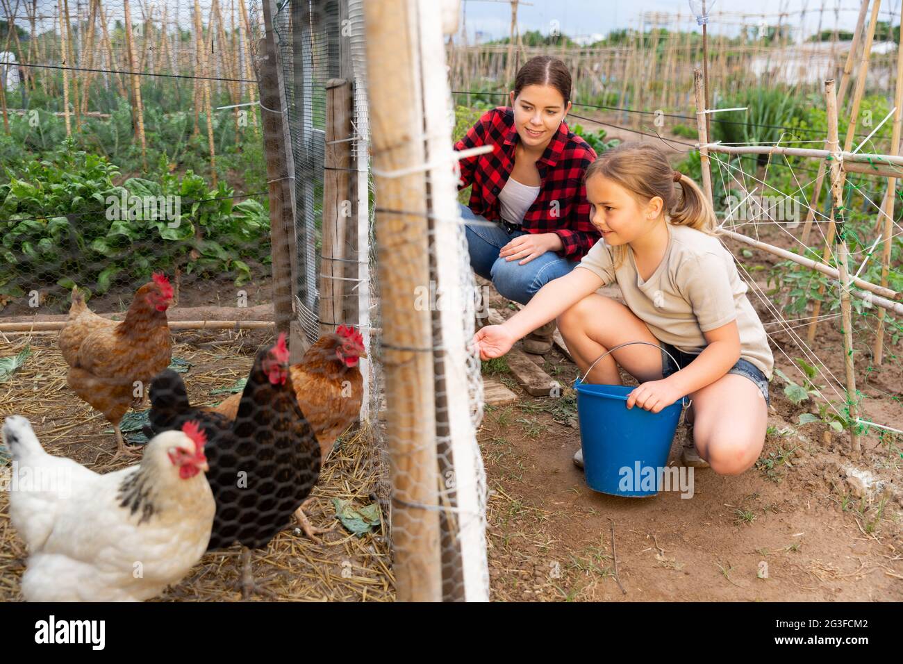Fille nourrissant des poulets dans la maison de poule - aider les parents Banque D'Images