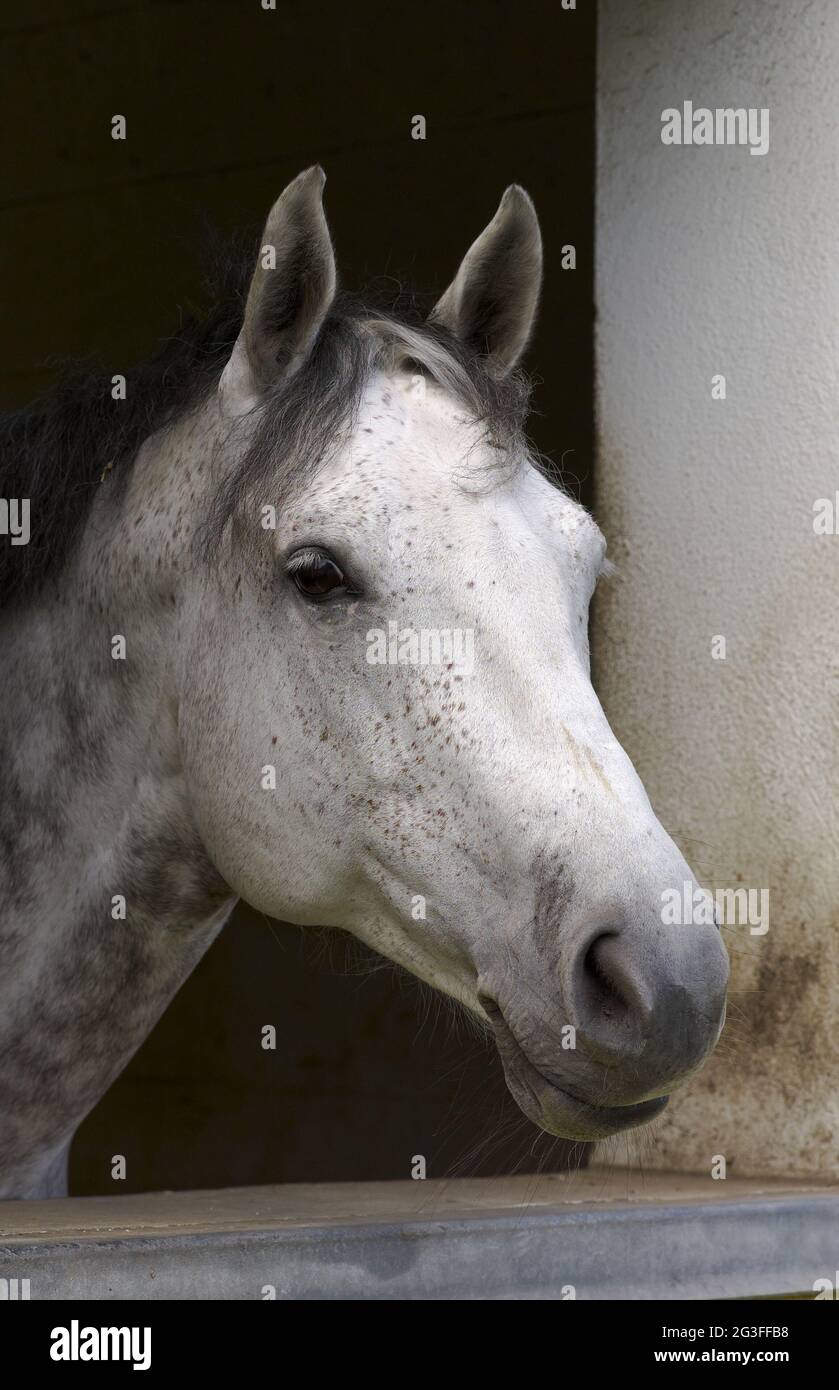 Cheval à la fenêtre Banque D'Images