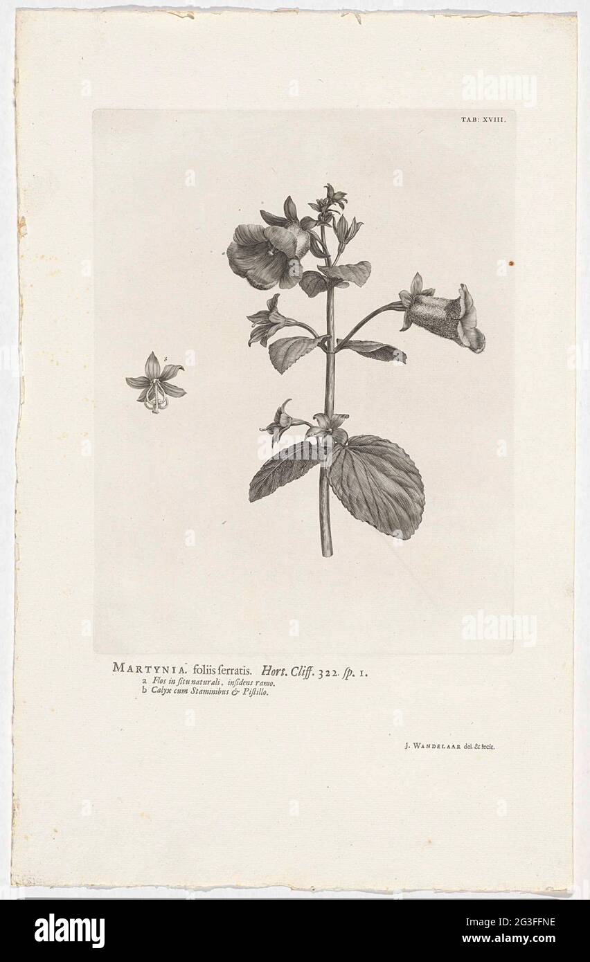 Gloxinia vivace ; Martynia. Feuilles dentelées . Mal. Falaise. 322 sp. 1. Rechtsboven gemerkt : ONGLET: 18 . Banque D'Images