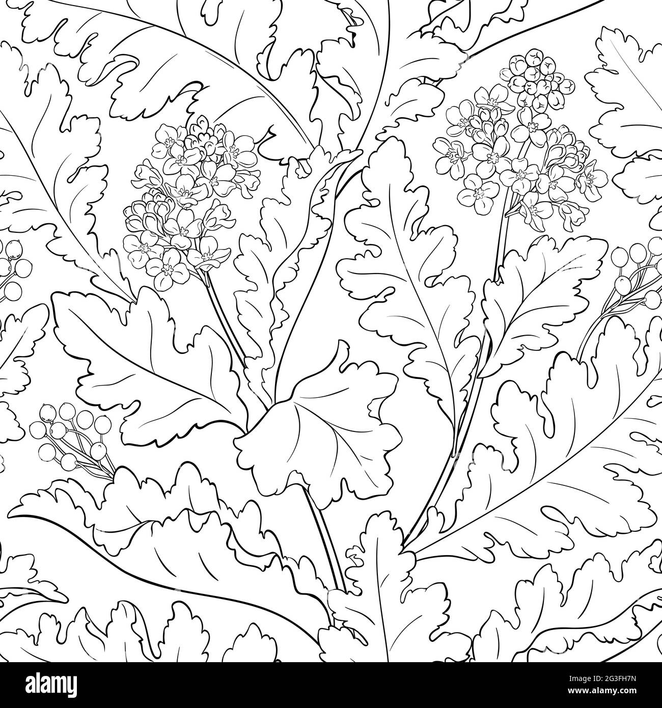 motif de plante crambe sur fond blanc Illustration de Vecteur