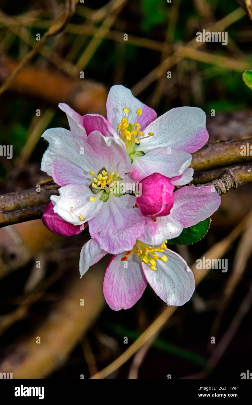 Ensemble de pommiers et bourgeons blancs et rosés en gros plan sur fond marron et flou. Banque D'Images