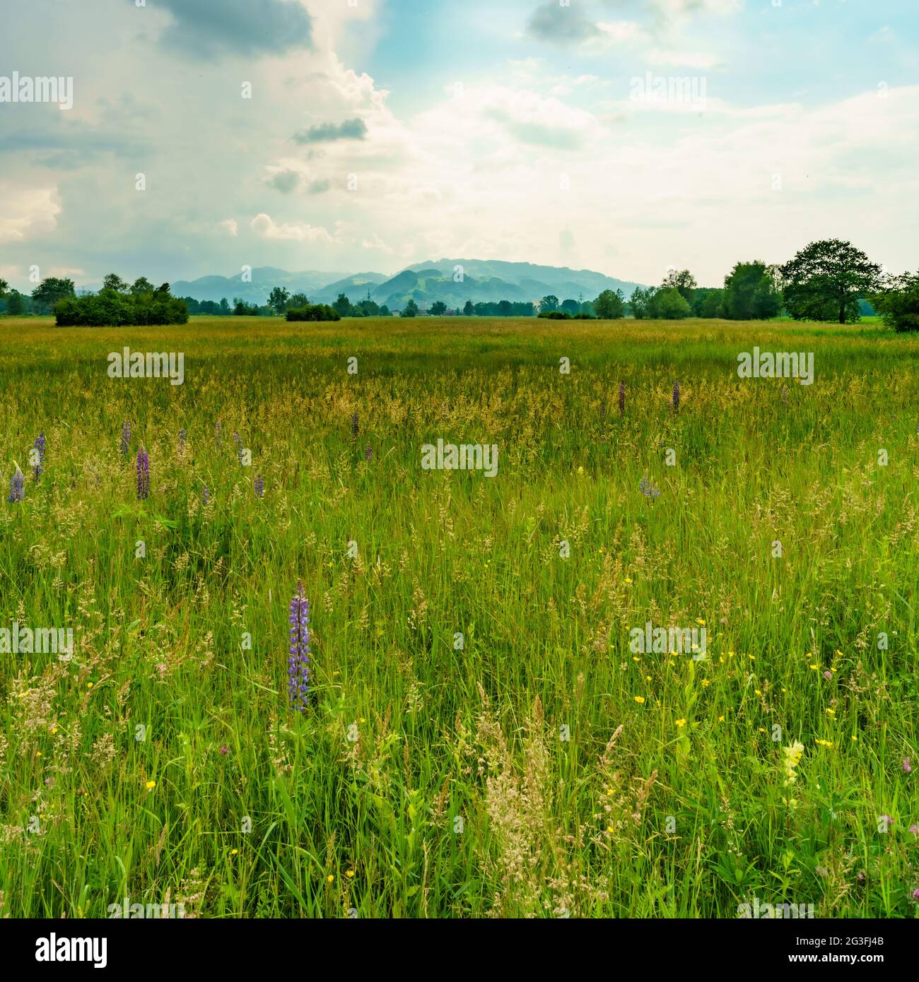 blaue violette Lupinen im Naturschutzgebiet Schweizer Ried, Lutenau in Rheintal BEI aufziehendem Gewitter. Dramatische Szene im Frühling Banque D'Images