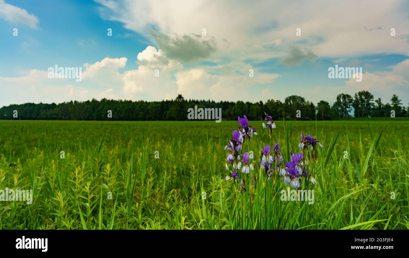 blaue sibirische Schwertlien im Naturschutzgebiet Schweizer Ried, Lutenau, mit interessanten Gewitterwolken. Blühende Blumen, mitten im Schilf, Banque D'Images