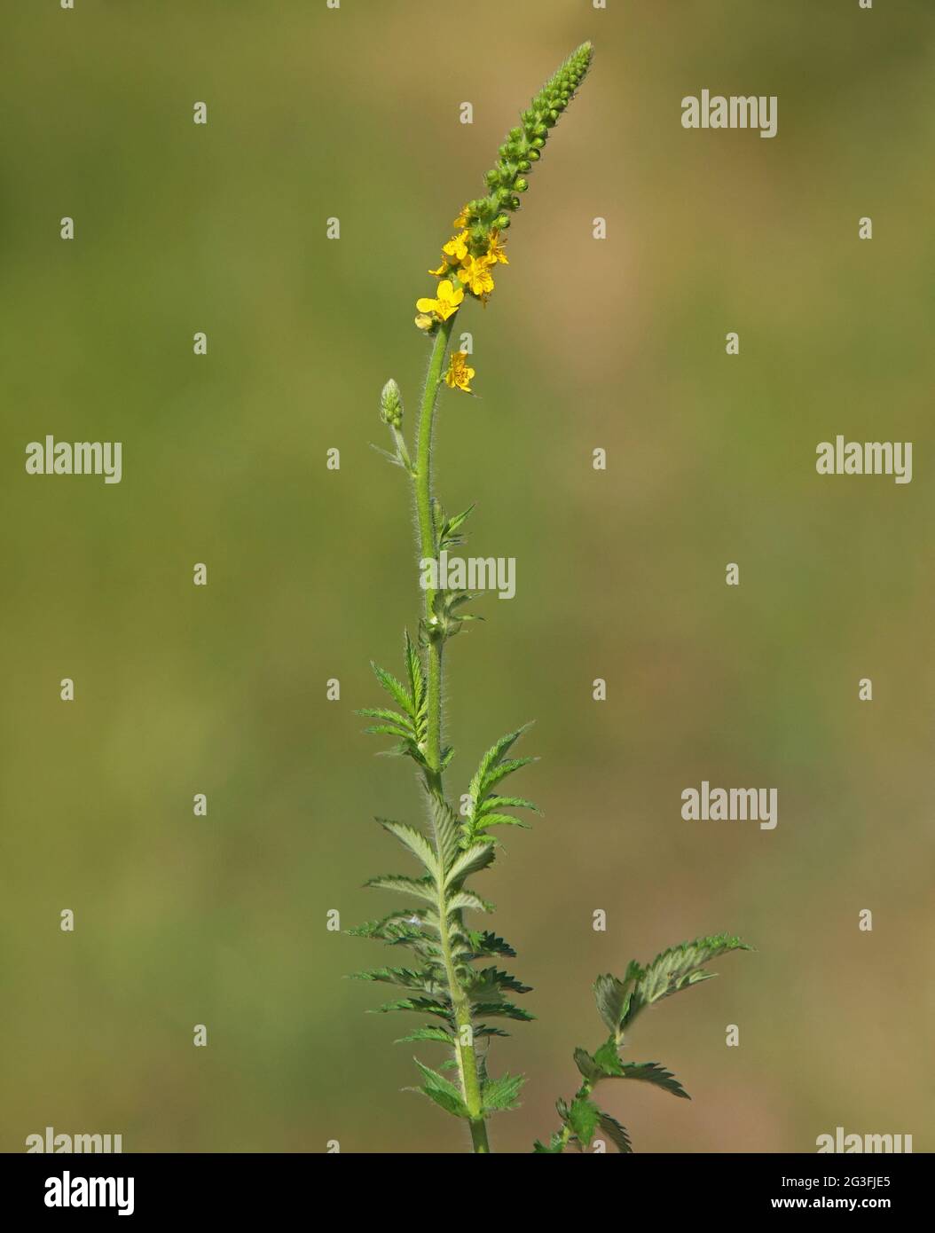 Fleur jaune de l'agrimonie, Agrimonia eupatoria Banque D'Images