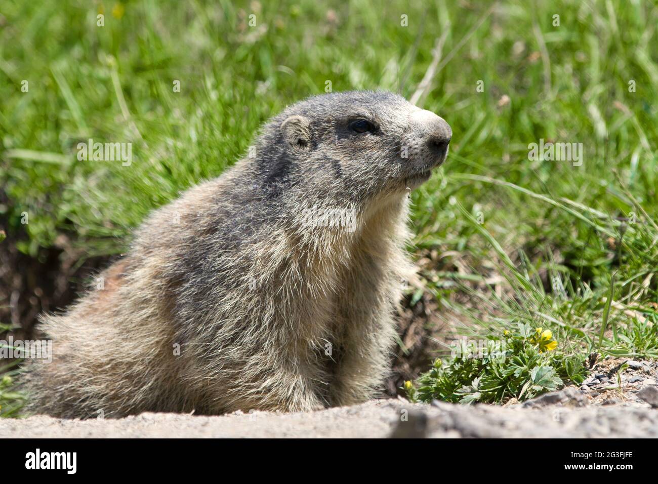 Marmot dans les alpes Banque D'Images