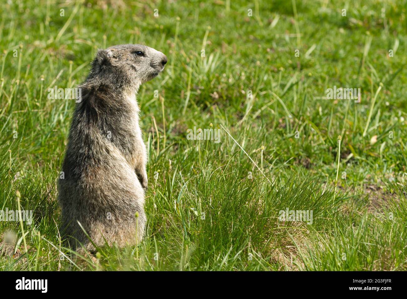 Marmot dans les alpes Banque D'Images