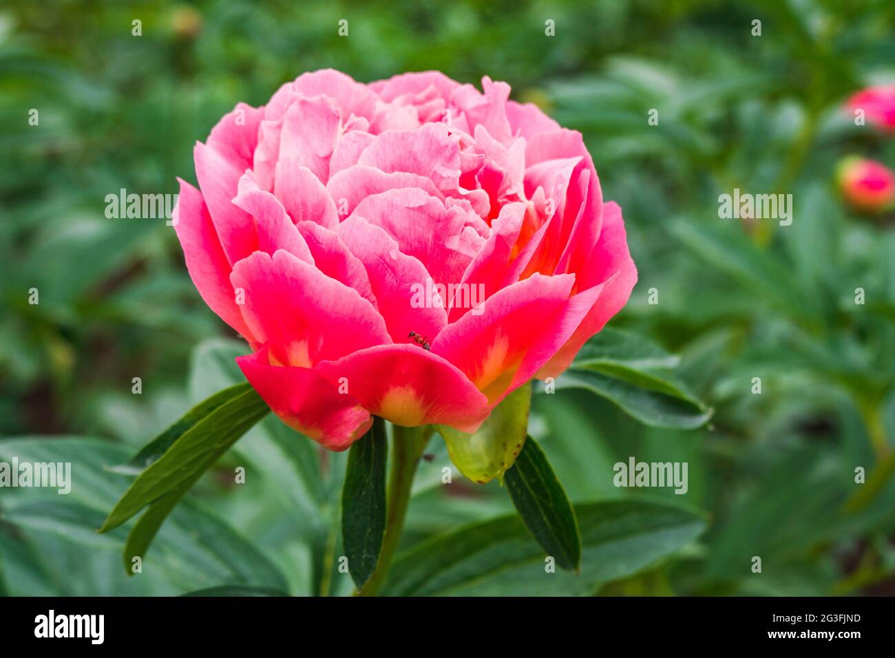 Pivoine rose, Paeonia officinalis 'Coral Sunset' dans le jardin Banque D'Images