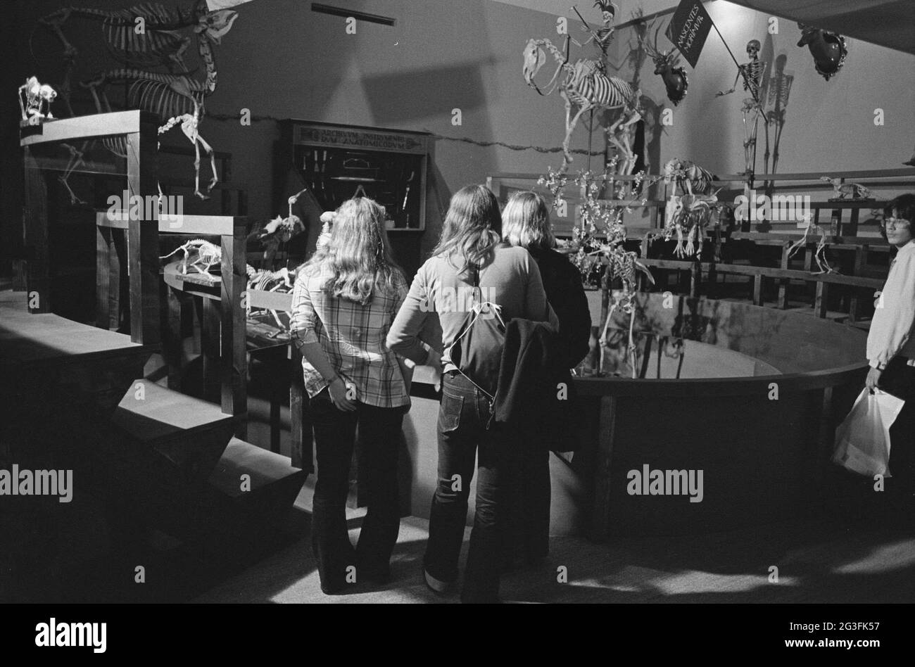 Les visiteurs voient des squelettes de personnes et d'animaux dans l'anatomicum reconstruit theatrum ; exposition de l'Université de Leiden 400. Banque D'Images