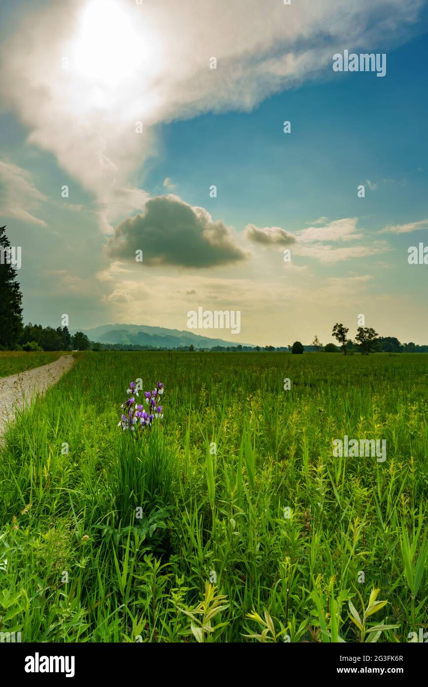 blaue sibirische Schwertlien im Naturschutzgebiet Schweizer Ried, Lutenau, mit interessanten Gewitterwolken. Blühende Blumen, mitten im Schilf, Banque D'Images