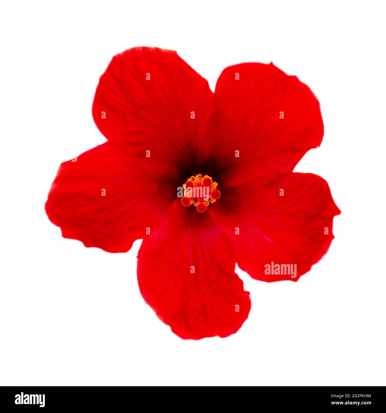 une fleur d'hibiscus exotique rouge vif isolée sur fond blanc Banque D'Images