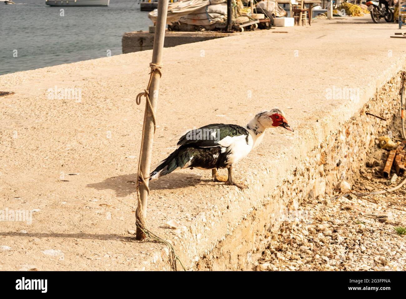 Canard noir et blanc de Muscovy avec une tête rouge marchant sur un quai en béton à Finikas Marina (Port) en Grèce. Banque D'Images