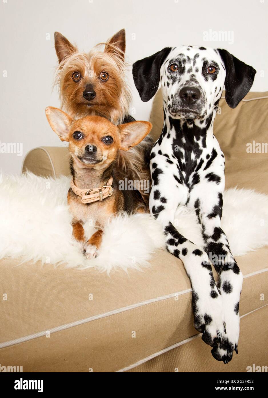 Trois chiens sur le canapé Banque D'Images