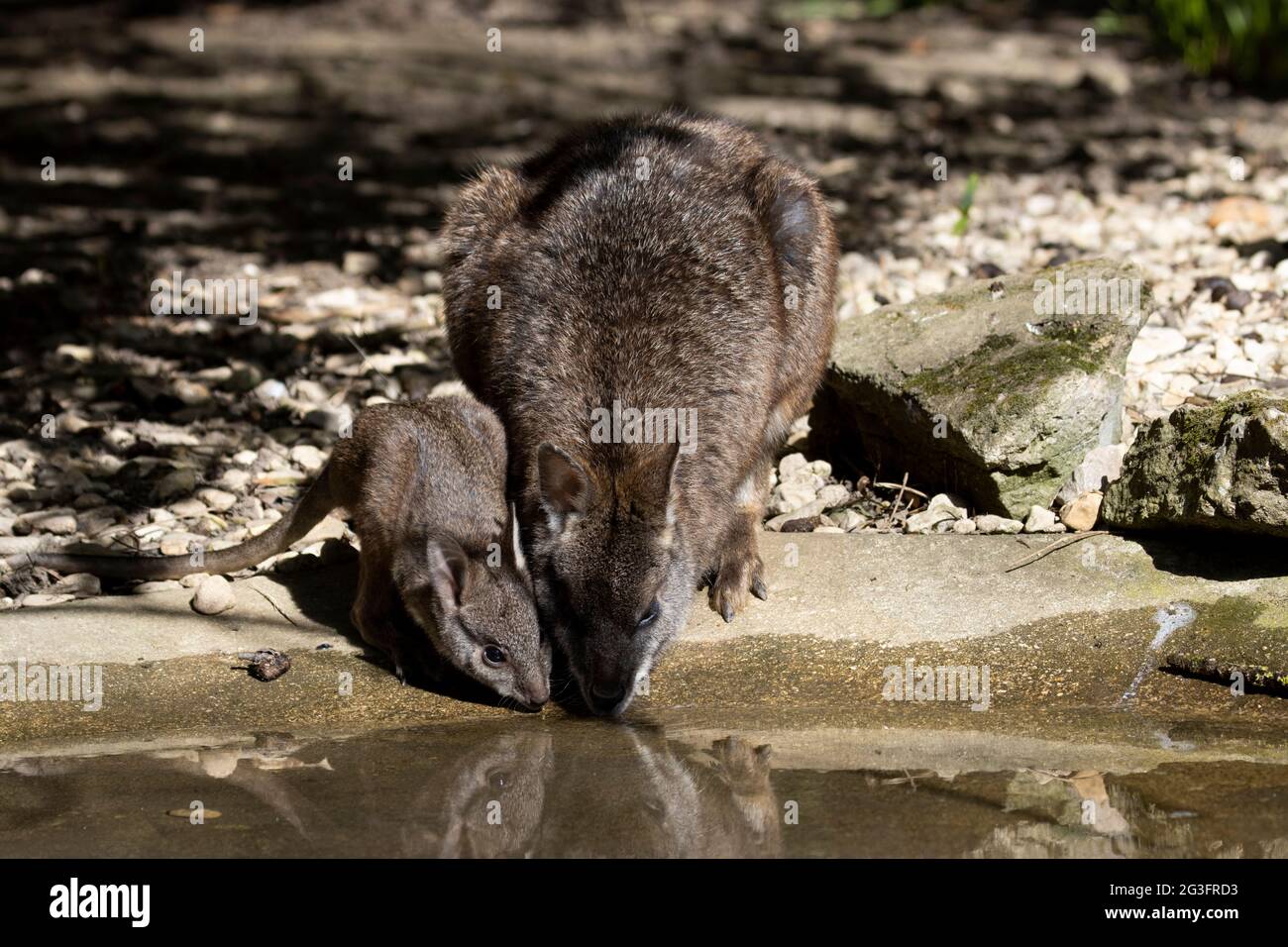 Un portrait d'une mère et d'un bébé marsupial buvant au bord de l'eau Banque D'Images