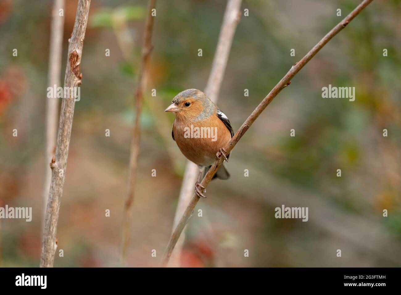 Chaffinch mâle perché sur une branche, gros plan, en Écosse en hiver Banque D'Images
