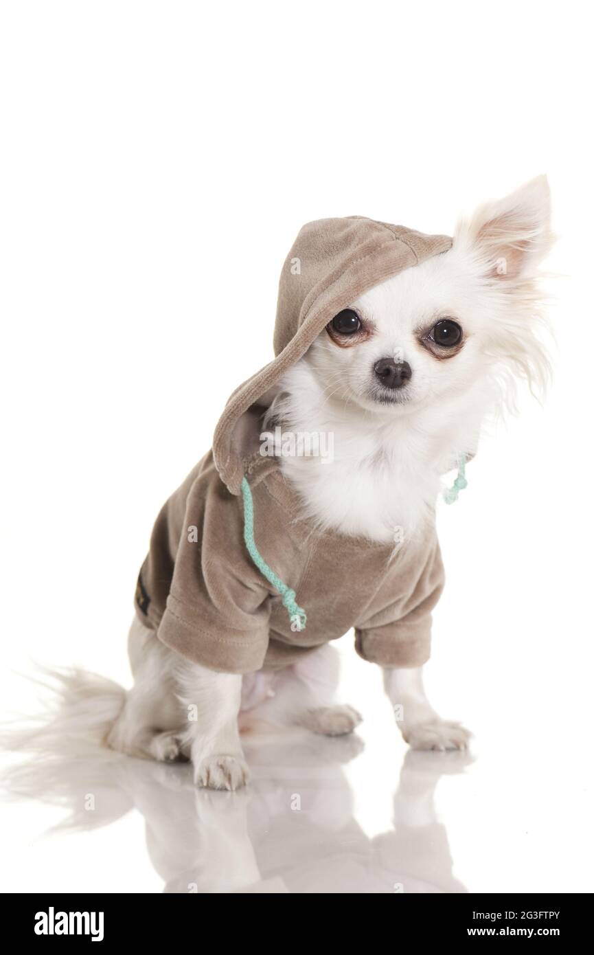 Chihuahua avec pull-over Banque D'Images
