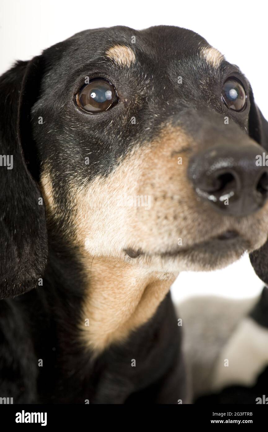 Museau de Dachshund Banque D'Images