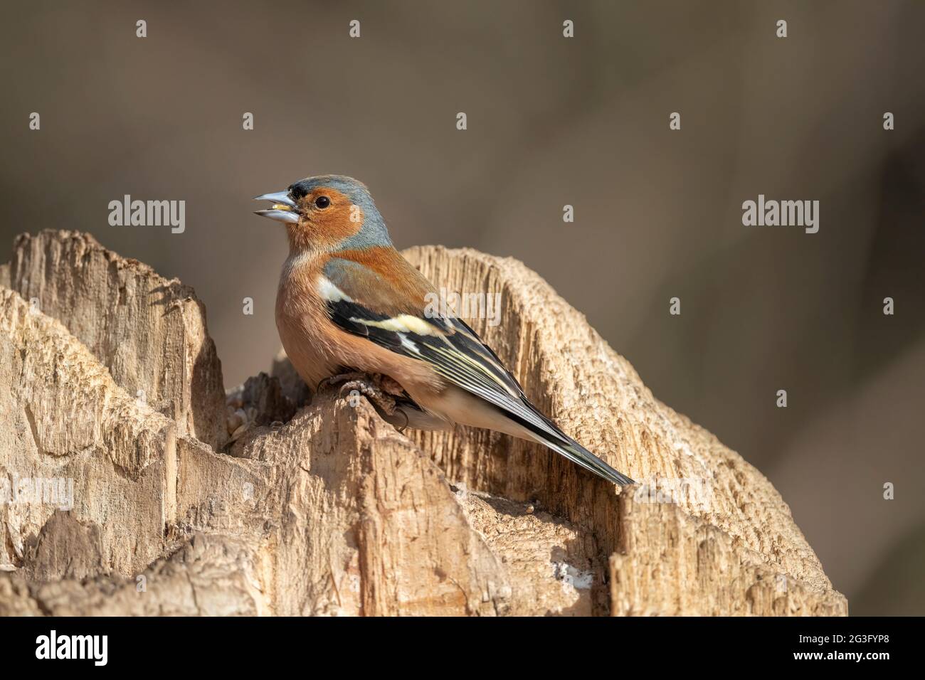 Chaffinch mâle perché sur un vieux tronc d'arbre cassé, gros plan, en Écosse au printemps Banque D'Images