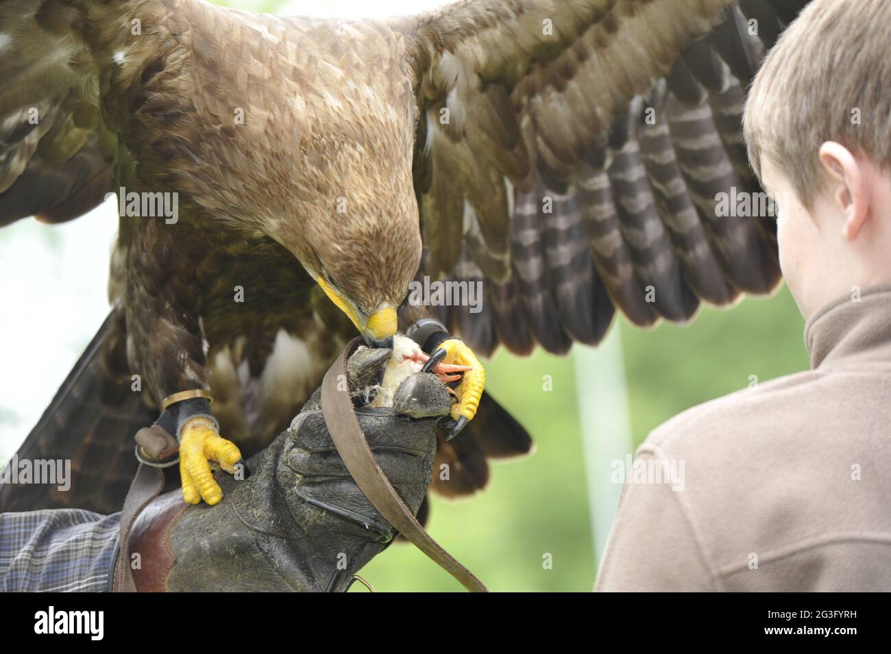 Oiseau sauvage dans le Harz Falkenhof avec falconer Mursa. Banque D'Images