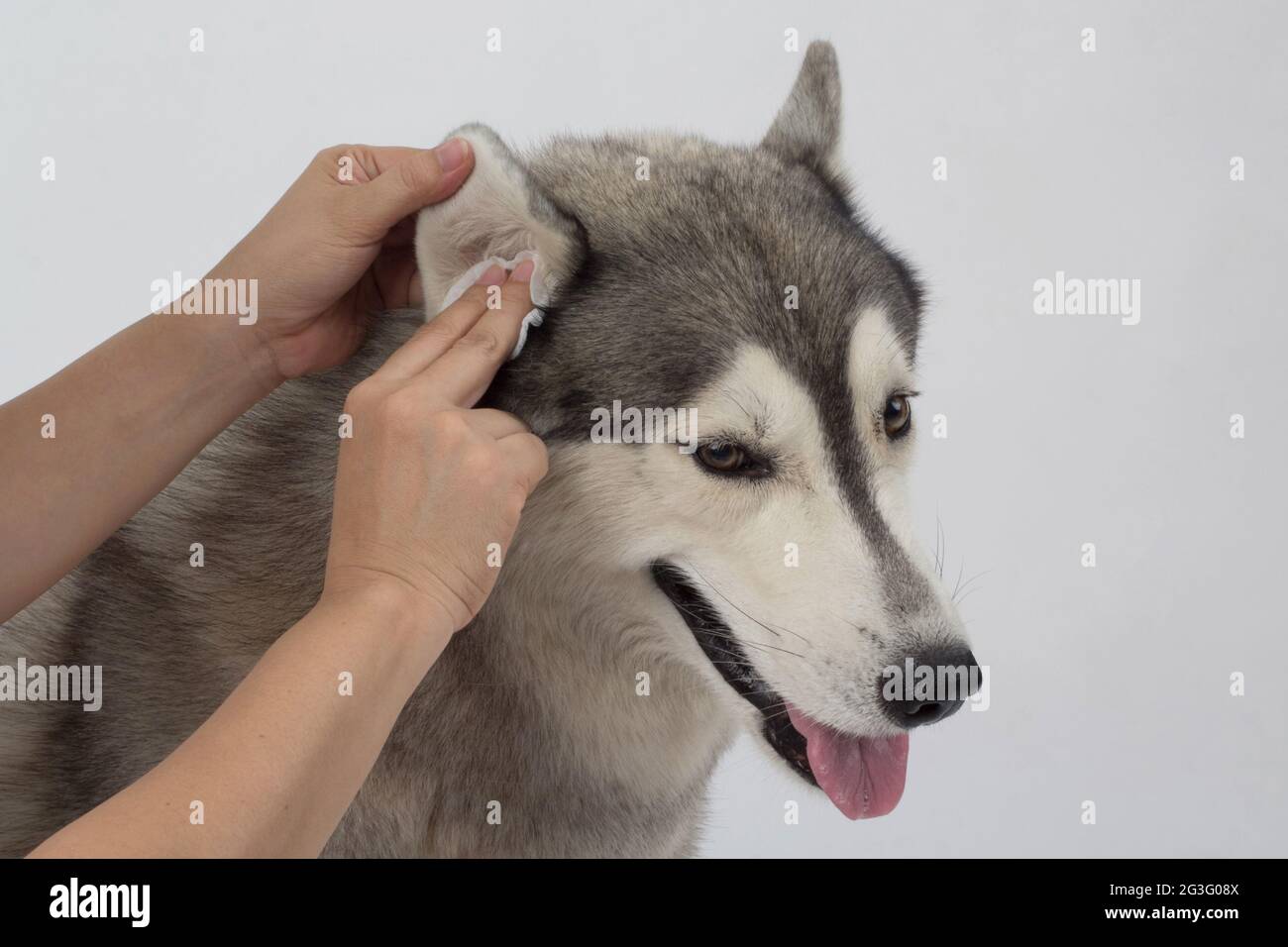 Le nettoyage des oreilles du chien avec des lingettes pour les oreilles aide à soulager les démangeaisons et à réduire les odeurs. Concept de soins de santé pour animaux de compagnie Banque D'Images