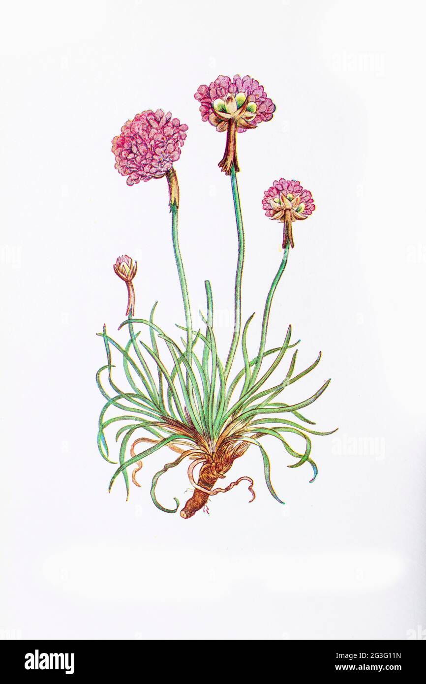 Photographie d'une illustration d'une plante de thrift botanique d'époque Banque D'Images