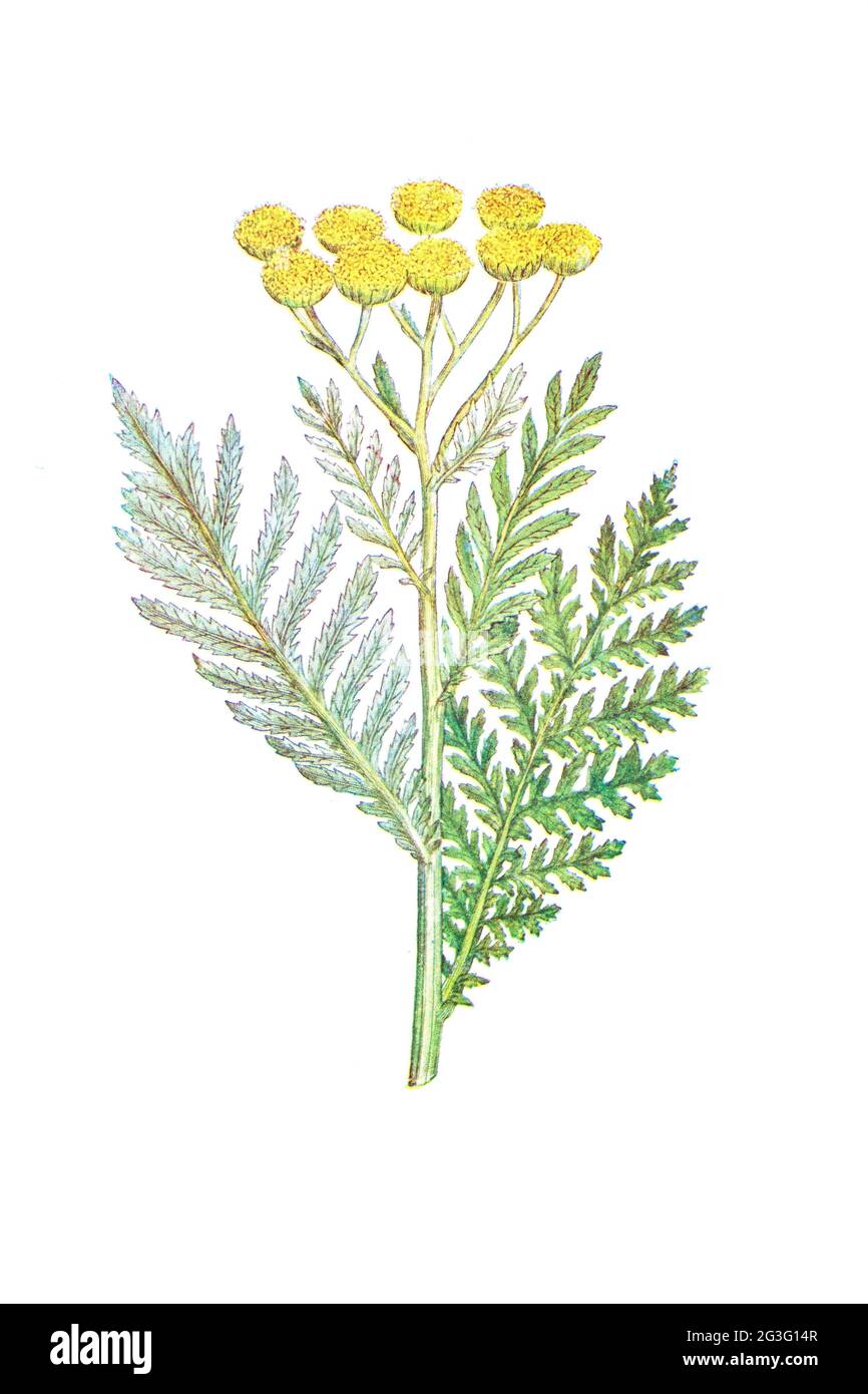 Photographie d'une illustration d'une plante botanique d'époque Banque D'Images