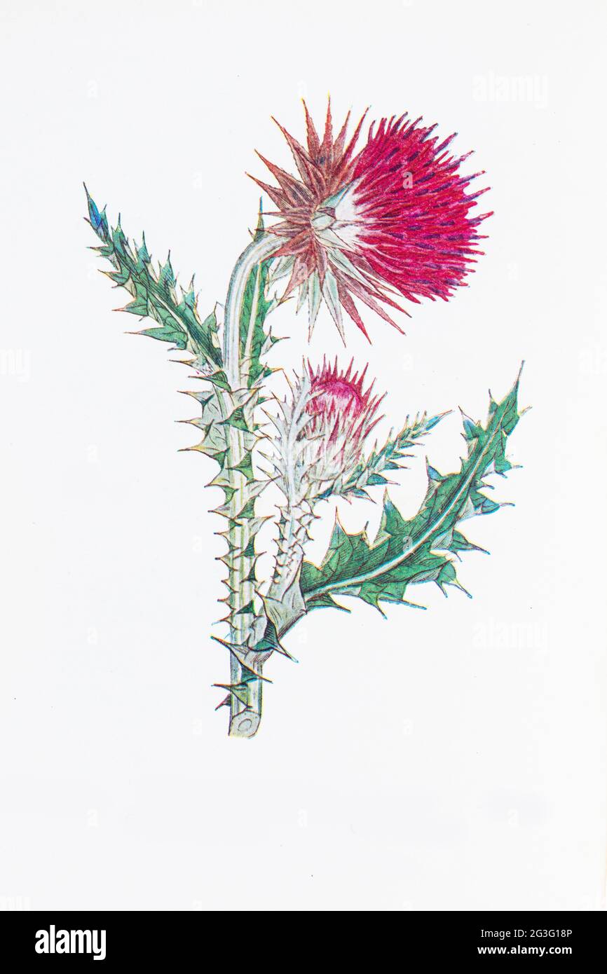 Photographie d'une illustration de l'usine de chardon-musc botanique d'époque Banque D'Images
